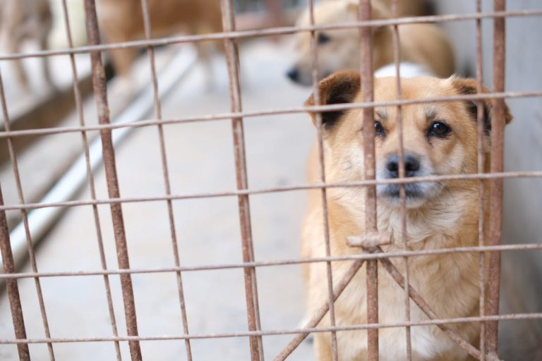 dog in a cage